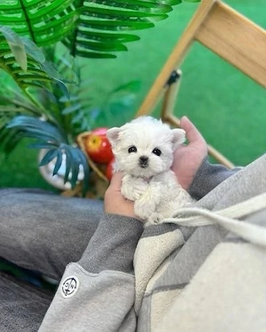 Bichon Maltez Mini Toy  - imagine 2
