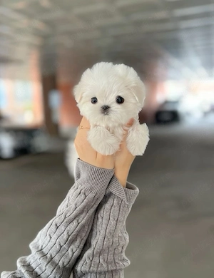 Bichon Maltez Mini Toy 
