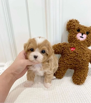 Maltipoo caniche pudel poodle mini toy 