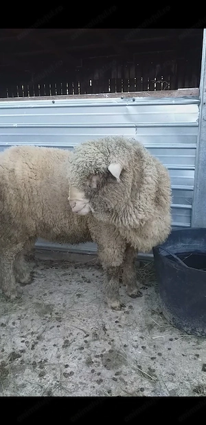 Vând berbec merinos de prăsilă