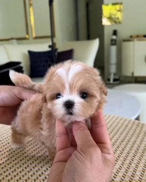 Maltipoo caniche pudel poodle mini toy  - imagine 2