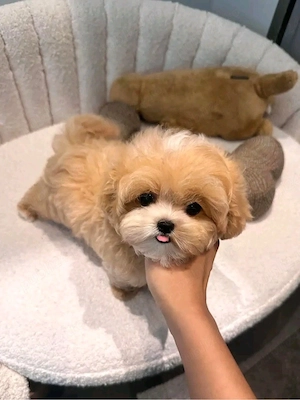 Maltipoo caniche pudel poodle mini toy 