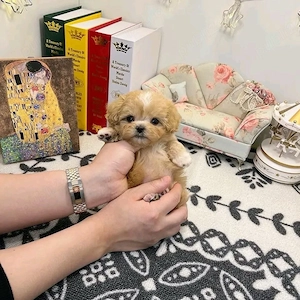 Maltipoo caniche pudel poodle mini toy