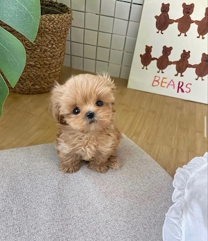 Maltipoo Pudel Caniche Mini Toy