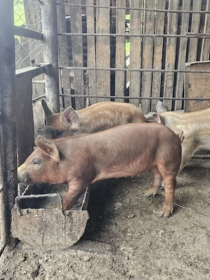 prcei de carne 