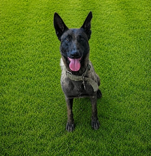 Vând pui Malinois culoare carbon   părinți cu aptitudini de pază și lucru - imagine 5