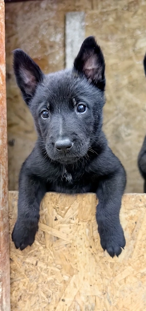Vând pui Malinois culoare carbon   părinți cu aptitudini de pază și lucru