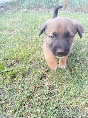 Vând căței din rasa ciobănesc belgian malinois  - imagine 3