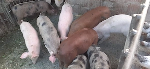 Vand 11 purcei de 10 saptamani