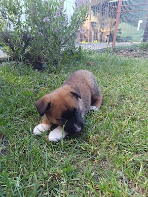 Vând căței din rasa ciobănesc belgian malinois  - imagine 2