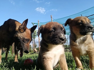 Vând căței din rasa ciobănesc belgian malinois 