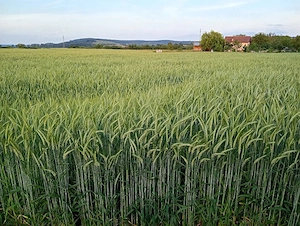 Proprietar vand teren in loc.Remetea Mica-Timis la sosea principala, front stradal 80 metri - imagine 8