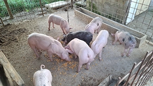 Vand purcei de carne 600-700 lei