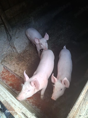 purcei disponibili 
