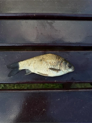 Vând puiet de crap și caras