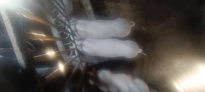 Purcei rasa carne  - imagine 2