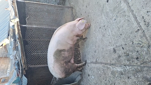 Scroafa de sacrificat , carcasa sau jumatate , varsta 10 luni 