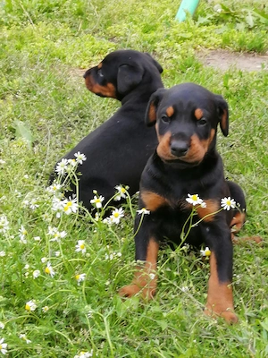 Cățeii Doberman talie mare negru cu pete de foc .