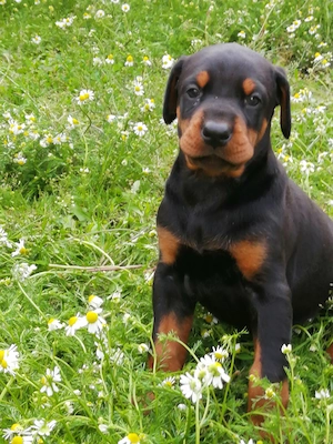 Cățeii Doberman talie mare negru cu pete de foc . - imagine 2