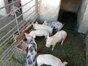 Vand purceluși...