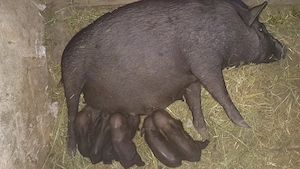 Porci Vietnamezi 