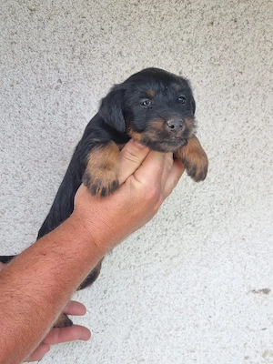 vând catei jagd terrier  - imagine 4