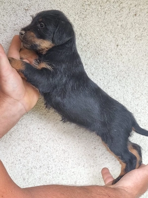 vând catei jagd terrier  - imagine 2