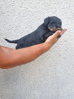 vând catei jagd terrier  - imagine 5