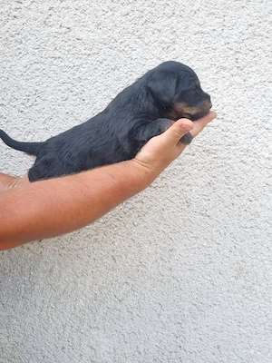 vând catei jagd terrier 
