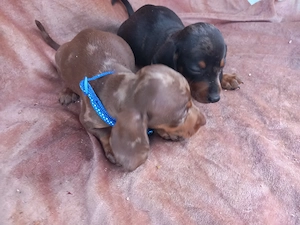 Căței teckel Arlechin maro negru (techel tekel dachshund) - imagine 2