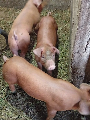 Disponibili purcei duroc cu pietrain 