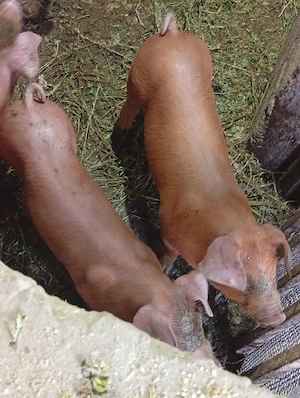 Disponibili purcei duroc cu pietrain  - imagine 2