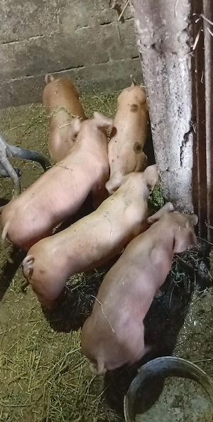 Disponibili purcei duroc cu pietrain  - imagine 3
