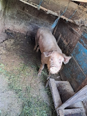 Porci de vânzare  - imagine 4