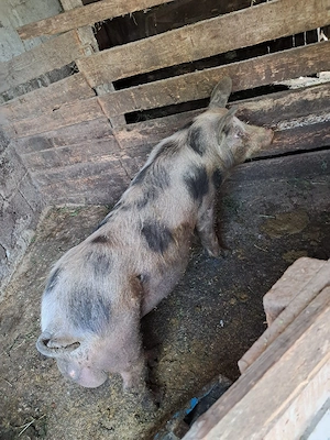 Porci de vânzare  - imagine 3