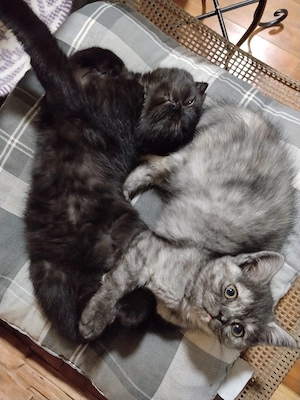 Pisoiasi scottish fold straight long short hair