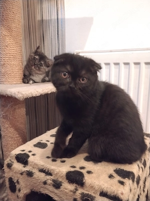 Pisoiasi scottish fold straight long short hair - imagine 4