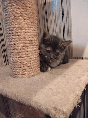 Pisoiasi scottish fold straight long short hair - imagine 5