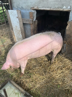 Vier pt ținut 90 kg frumos !!