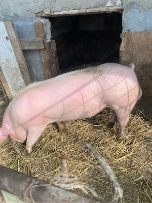 Vier Landrace + Pietrain 110-120 kg  fac si schimb - imagine 2