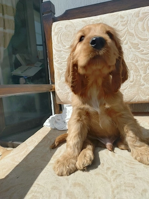 Coker spaniel englez 