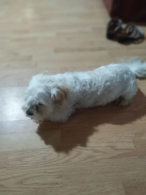 caine de vânzare Bichon matleez  - imagine 2