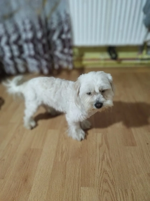 caine de vânzare Bichon matleez  - imagine 4