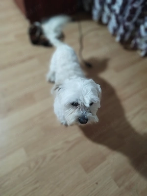 caine de vânzare Bichon matleez  - imagine 3