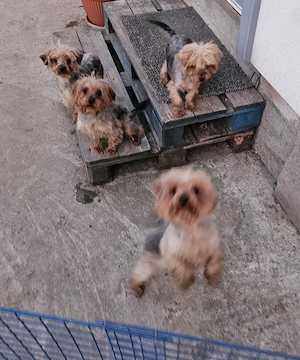 Vand caini de rasa Yorkshire Terrier  - imagine 4