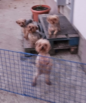 Vand caini de rasa Yorkshire Terrier  - imagine 3