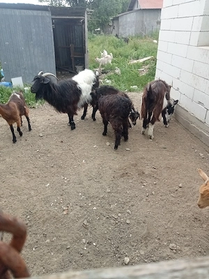 vând două capre trei iede și un țap sau schimb cu purcei  - imagine 4