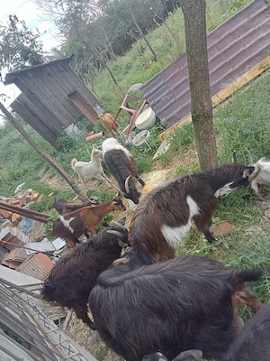 vând două capre trei iede și un țap sau schimb cu purcei  - imagine 3