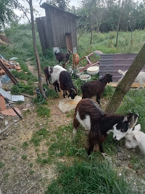 vând două capre trei iede și un țap sau schimb cu purcei  - imagine 2