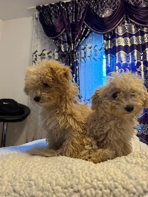 Vand catei Maltipoo
